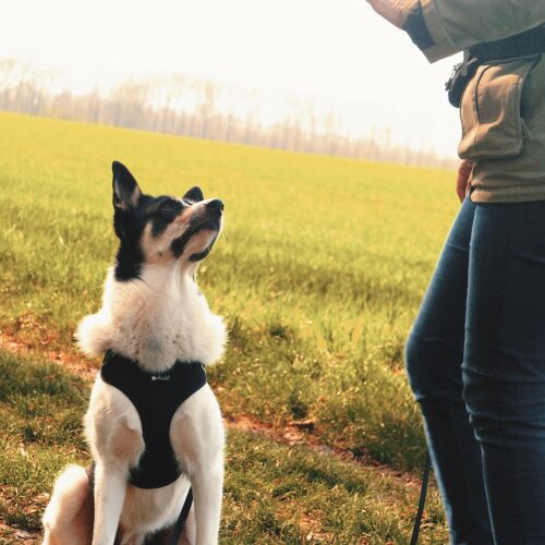 Ein Hund sitzt auf einem Feldweg vor einer Person in grüner Jacke und Jeans.