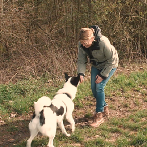 Eine Person spielt mit einem schwarz-weißen Hund auf einer Wiese neben einem Wald.