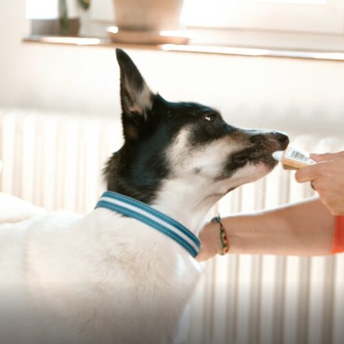 Hund mit blauem Halsband wird von einer Person gefüttert.