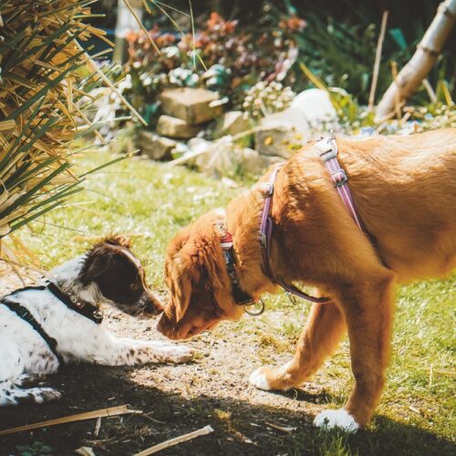 Zwei Hunde im Garten, sie berühren sanft ihre Nasen. Einer liegt, der andere steht.