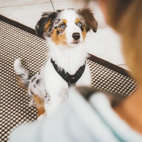 Ein Hund mit blauem Auge sitzt aufmerksam auf einem gemusterten Teppich.