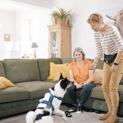 Person trainiert einen Hund in einem Wohnzimmer, eine andere Person sitzt auf dem Sofa.