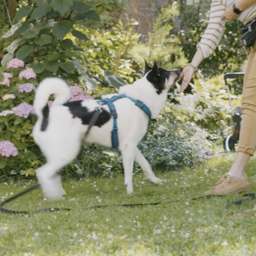 Hund mit blauem Geschirr spielt mit Person auf grüner Wiese, umgeben von blühenden Pflanzen.