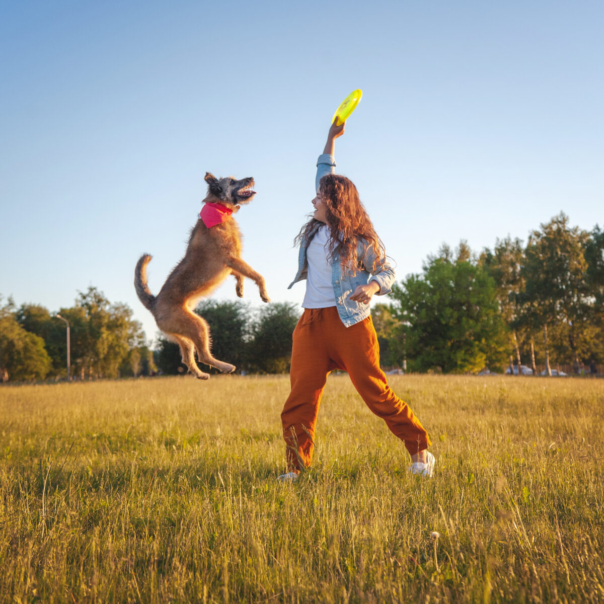 Frau spielt Frisbee mit springendem Hund auf einer Wiese bei sonnigem Wetter.