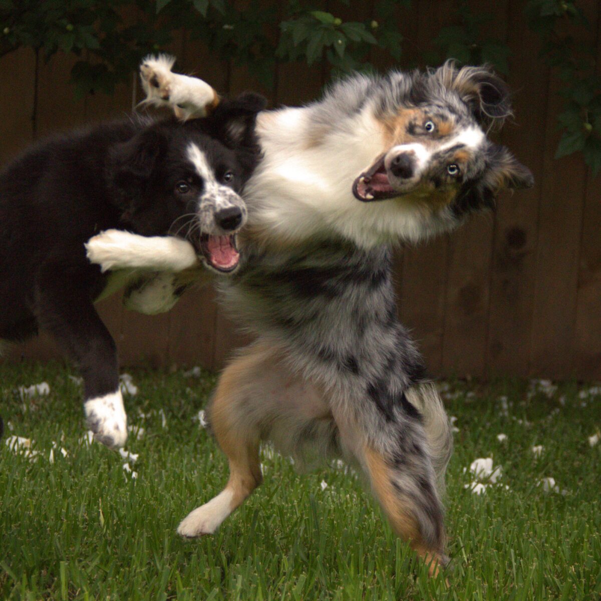 Zwei Hunde spielen auf einer Wiese, umgeben von einem Holzzaun im Hintergrund.