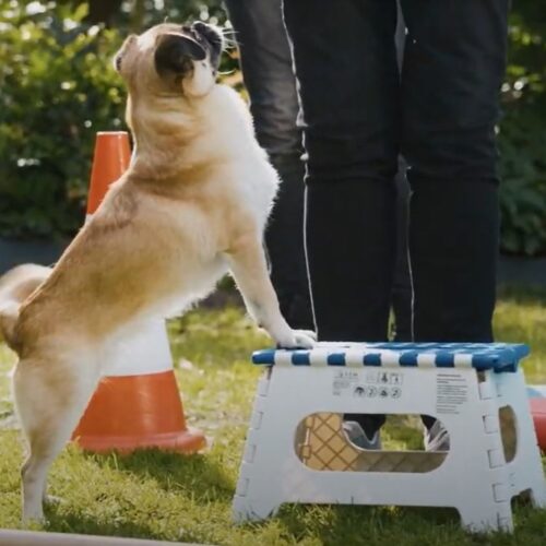 Ein Hund steht auf einem kleinen Hocker neben einem orange-weißen Kegel im Garten.