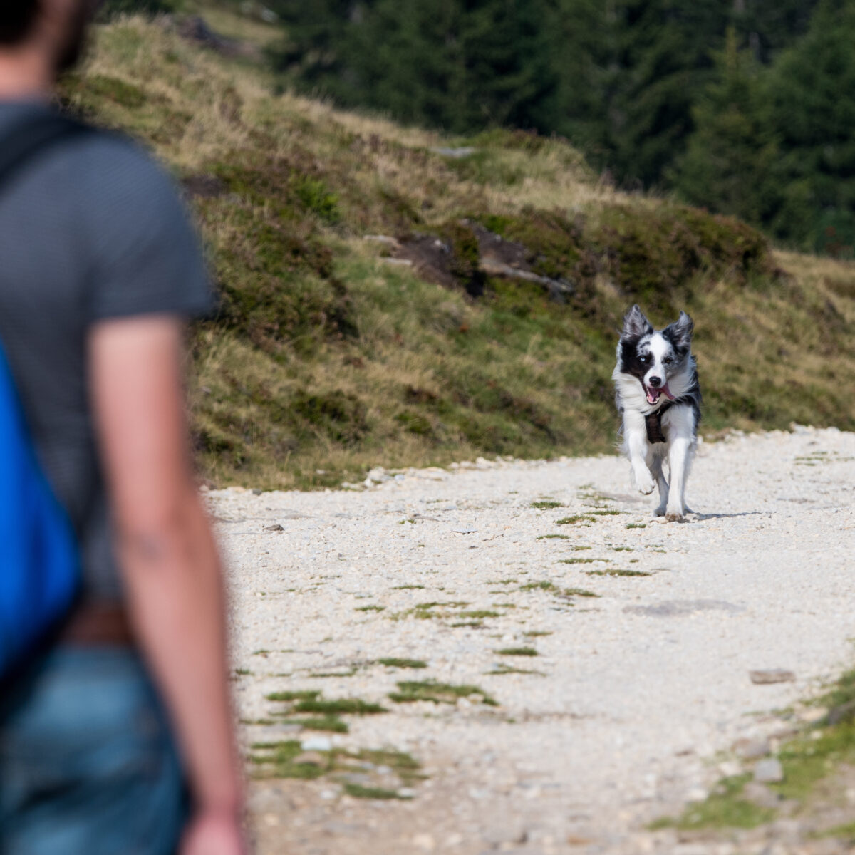 Hund läuft auf einem Pfad in Richtung eines Menschen mit blauem Rucksack.