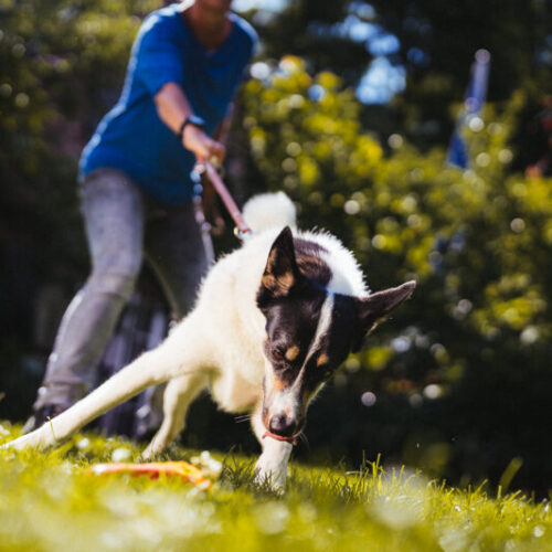 Hund zieht an der Leine im sonnigen Garten, Person mit blauer Kleidung hält die Leine.