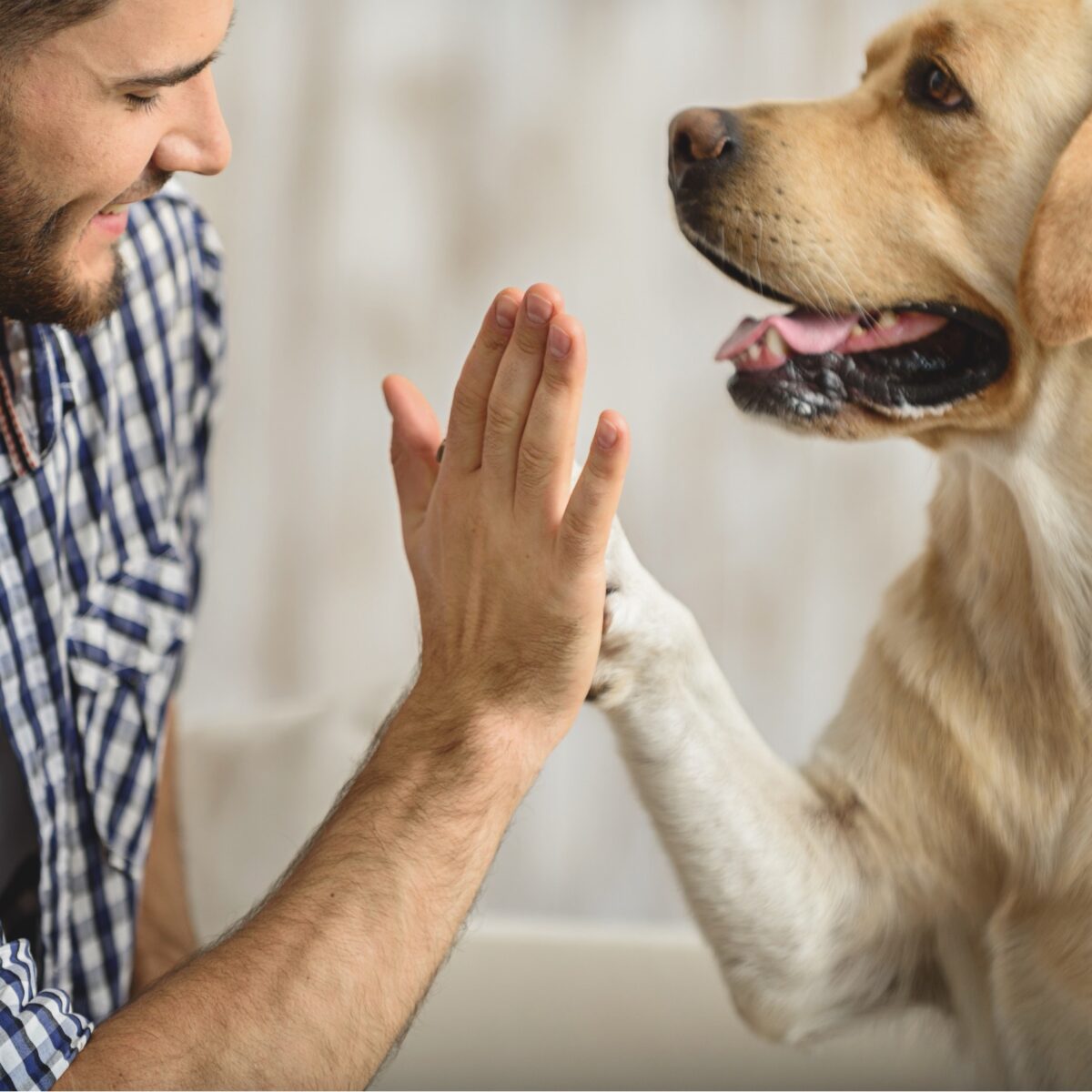Ein Mann und ein Hund machen High Five. Der Hund ist ein Labrador. Beide wirken fröhlich.
