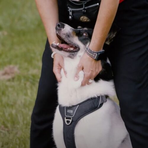 Hund mit Geschirr wird im Freien liebevoll gehalten.