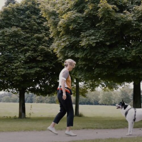 Person mit Hund auf einem Weg im Park unter Bäumen. Grüne Wiesen im Hintergrund.