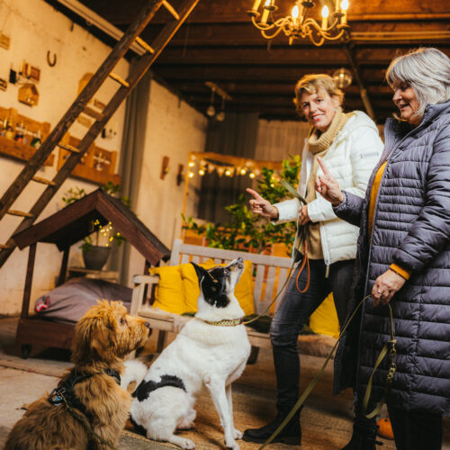 Zwei Personen trainieren zwei Hunde in einem gemütlichen, dekorierten Raum.