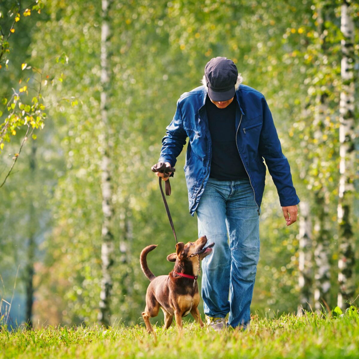 Person im Park spaziert mit Hund an der Leine, umgeben von grünen Bäumen.
