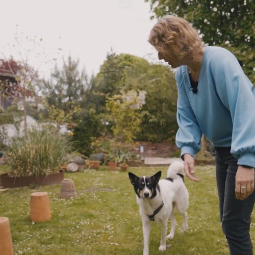 Eine Person im blauen Pullover spielt mit einem schwarz-weißen Hund im Garten. Eine weitere Person steht im Hintergrund.