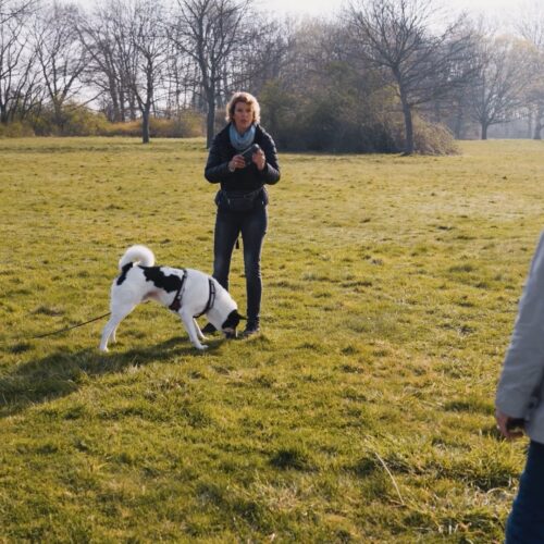 Zwei Personen und ein Hund auf einer Wiese, Bäume im Hintergrund.